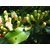 Live Clove Plant Syzygium aromaticum Plant 2 Plants