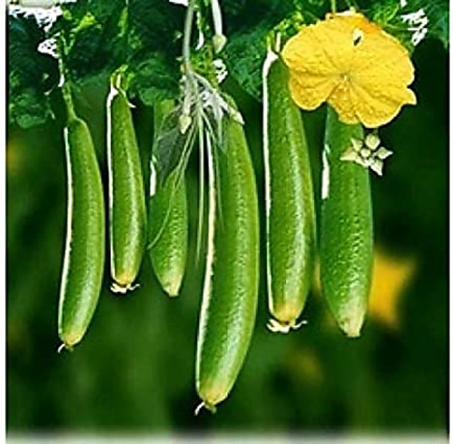 Buy Vegetable seeds Hybrid Vegetable Seeds Sponge Gourd Peechinga Goshali  Ghiya Tori 20 Seeds Online @ ₹199 from ShopClues