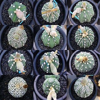 BIGBCART Astrophytum Cactus Mix Seeds - Pack of 20