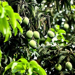 Buy Mango Amrapali Aam Amrapali Grafted Plant Online @ ₹571 from ShopClues