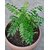 Earth Angels  Kadi Patta  Curry Leaves  25 Best Quality Seeds