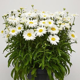 Modern Plants Live White Daisy /  Bellis perennis Flower Plant