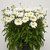 Modern Plants Live White Daisy /  Bellis perennis Flower Plant