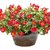 Plant House Live Red Purslane, Portulaca oleracea Lovely Flower Plant - 1 Live Plant