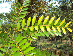 Kapebonavista simarouba glauca 3 month plant