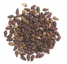 Kapebonavista Shivlingi Seed Sivlingi Beej Bryonia Laciniosa 200 g