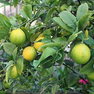                       Lemon Fruit 4 Month Plant                                              