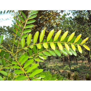 Kapebonavista simarouba glauca 3 month plant