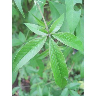                       Kapebonavista shivari sapling plant, nirgundi, five leaved chaste tree                                              