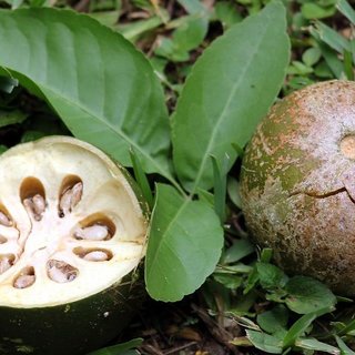 Kapebonavista Seeds Bel, Aegal marmelos (Green32.4x22.9x13 Cm) Kapebonavista Seeds Bel, Aegal marmelos (Green32.4x22.9x13 Cm)