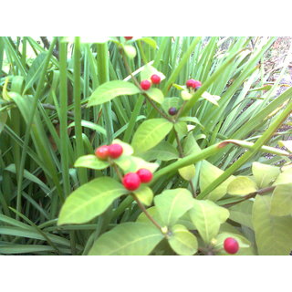                       Kapebonavista patala garuda 4 month old sapling plants (rauvolfia serpentina)                                              