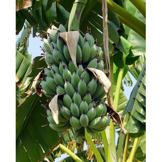                       patakapura Banana                                              