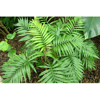                       chamaedorea elegans                                              