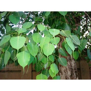                       ficus religiosa Plant                                              