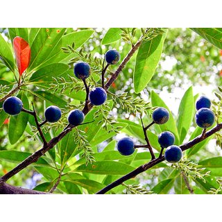                       elaeocarpus ganitrus one Year Plant                                              