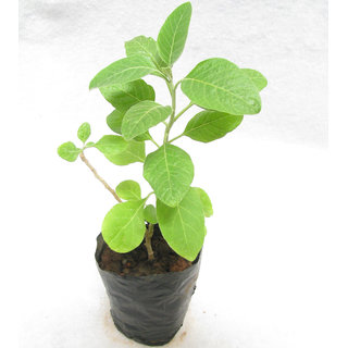                       Ashwagandha Plant                                              