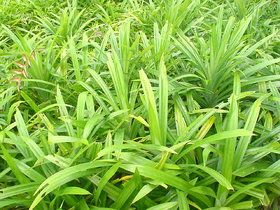 Kapebonavista Pandan sapling plants, 4 month old (annpurna plants), pandanus amaryllifolius