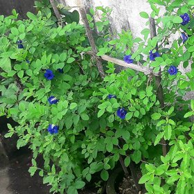 Kapebonavista aparajita 4 month plant, asian pigeonwings, blue pea, (clitoria ternatea)