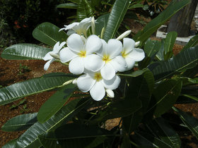 Plumeria alba Plant