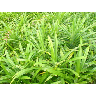 Kapebonavista Pandan sapling plants, 4 month old (annpurna plants), pandanus amaryllifolius