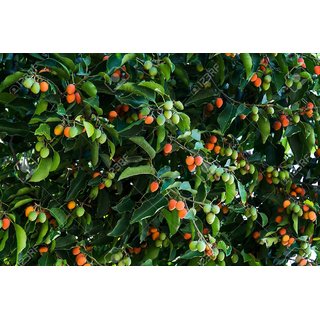 Kapebonavista spanish cherry one year plant, maulsari, mimusops elengi