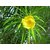 cascabela thevetia Plant