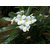 Plumeria alba Plant