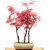 Beautiful Imported Japanese Red Maple Bonsai Tree Seed Pack of 20
