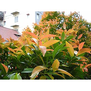 Buy Rare Grafted Sitafal Live Plant Medicinal Tree Live Plant 1 Grafted ...