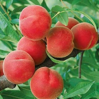 Aadu fruit cheap