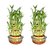 3 Layer Lucky Bamboo Plants  with Pot Set of 2 PCS