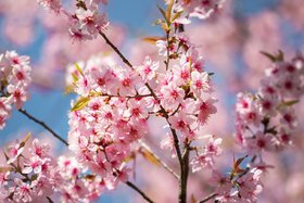 SHOP 360 GARDEN Prunus cerasoides, Himalayan cherry, Sour cherry Ornamental Flower Tree Seeds (Pack of 20 Seeds)