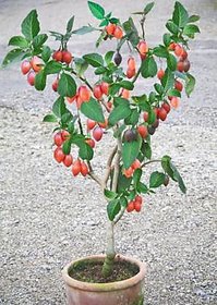 SHOP 360 GARDEN Rare Tamarillo / Tree Tomato / Cyphomandra betacea Edible Fruit Seeds For Growing (Pack of 50 Seeds)