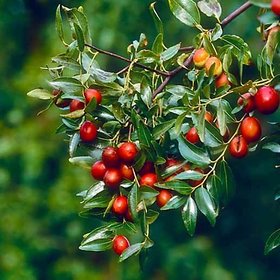 SHOP 360 GARDEN Ziziphus Jujuba / Red Date / Ber / Chinese date Fruit seeds For Growing - Pack of 30 seeds