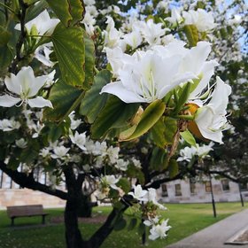 SHOP 360 GARDEN Bauhinia Alba / Buddhist Bauhinia / White Orchid Tree Seeds For Planting - Pack of 20 Seeds