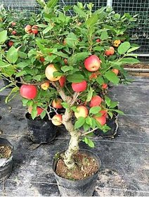 SHOP 360 GARDEN Malus domestica / Apple Fruit Seeds For Growing - Pack of 30 seeds