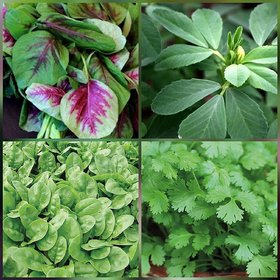 SHOP 360 GARDEN Combo spinach seeds - Leafy Vegetable (Four Varieties  250 seeds Each)