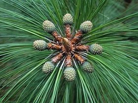 SHOP 360 GARDEN Pinus kesiya ,Khasi pine , Benguet pine, Three-needled Pine Tree seeds For Planting - Pack of 40 seeds