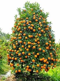 SHOP 360 GARDEN Darjeeling Orange Seeds for Growing - Pack of 30 seeds