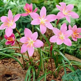 SHOP 360 GARDEN Pink rain Lily Bulbs / Zephyranthes robusta lily Bulbs - Pack of 25 Bulbs for Gardening