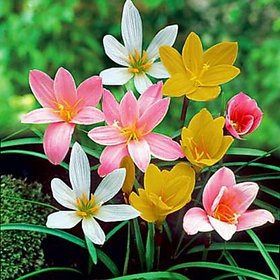 SHOP 360 GARDEN Rare Mixed Rain Lily Bulbs / Zephyranthus Bulbs - Pack of 6 Fresh Bulbs