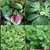 SHOP 360 GARDEN Combo spinach seeds - Leafy Vegetable (Four Varieties  250 seeds Each)