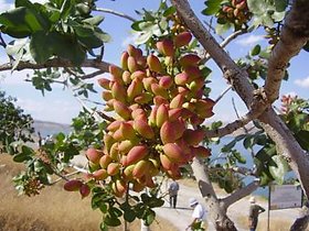 SHOP 360 GARDEN Pistachio, Pista Seeds For Planting (Pack of 10 Seeds)
