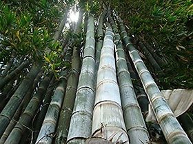 SHOP 360 GARDEN Rare Dendrocalamus giganteus, Dragon bamboo, Giant bamboo Seeds For Planting - Pack of 30 Seeds