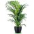 SHOP 360 GARDEN ARECA PALM SEEDS FOR PLANTING - PACK OF 15 SEEDS