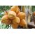 Modern Plants Live Plant - Hybrid Dwarf Yellow Orange Coconut Tree Plant Cocos nucifera  (Hybrid, Pack of 1)
