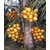 Modern Plants Live Plant - Hybrid Dwarf Yellow Orange Coconut Tree Plant Cocos nucifera  (Hybrid, Pack of 1)