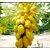 Plant House - 11 Honey Dew Papaya Seed Balls - 11 Papita Fruit Seed Balls - Fast Grow Earth Balls/Seed Balls