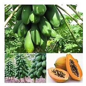 Vegetable Seeds - Papaya Dwarf Variety - Huge Production 50 Seeds Plant Seeds For Garden Fruit Seeds Garden Pack By Creative Farmer