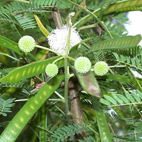 Subabul Safed babool Leucaena Good fodder to cattle and goats seeds for growing - Pack of 100 grams